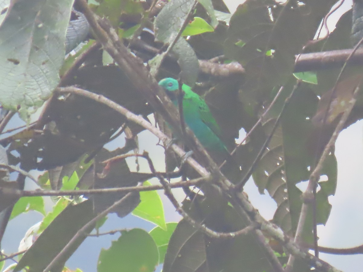 Orange-eared Tanager - ML645778793