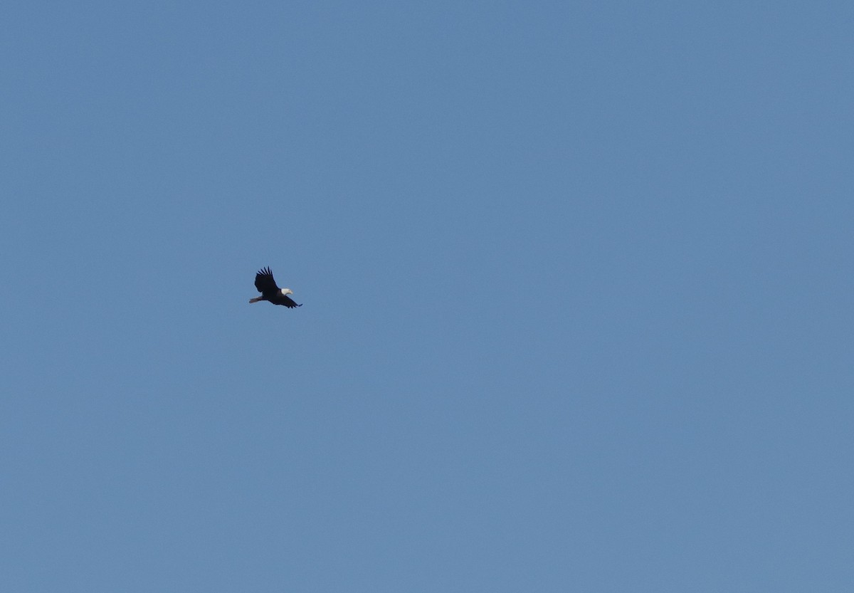 Bald Eagle - ML645778794