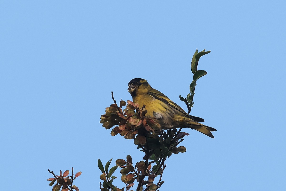 Эгэл ногоолзой - ML645778796