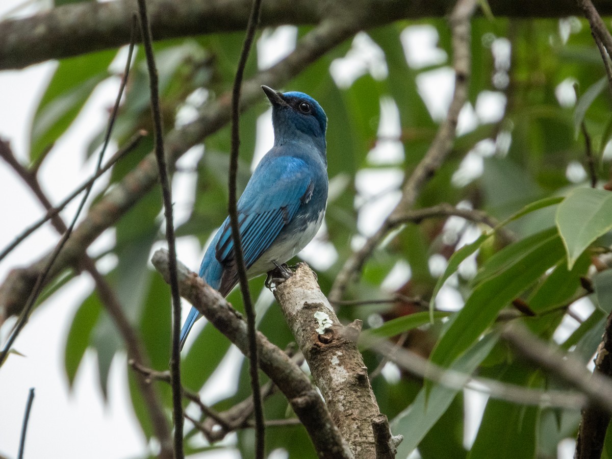 琉璃藍鶲 - ML645778799