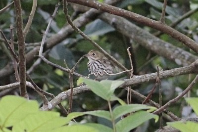 Ovenbird - ML645778800