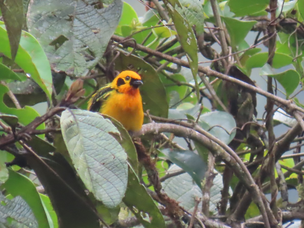 Golden Tanager - ML645778802