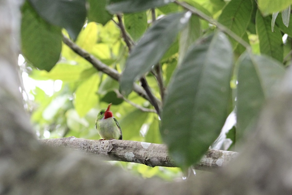 Jamaican Tody - ML645778804