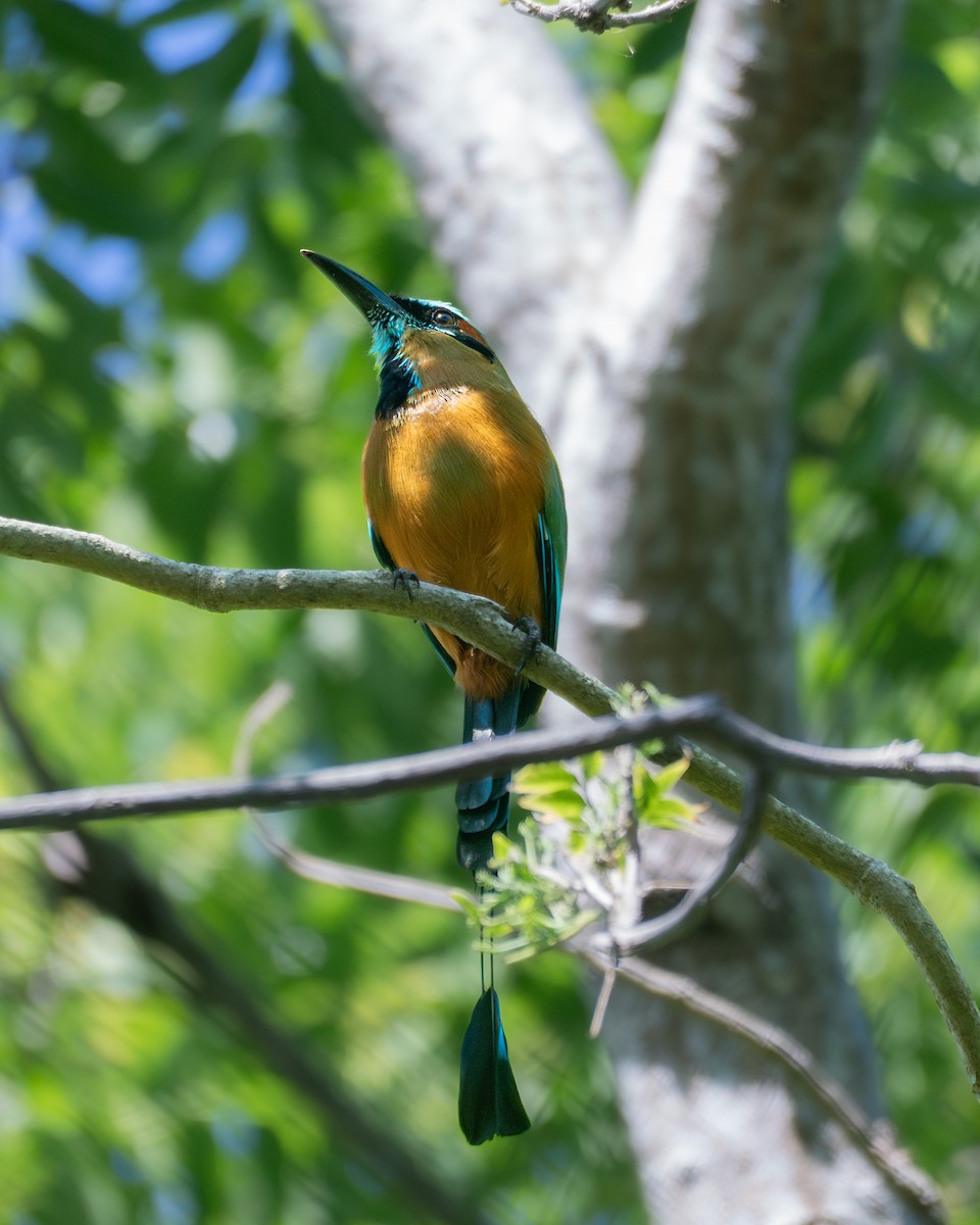 Turquoise-browed Motmot - ML645778823