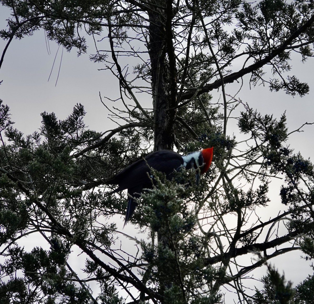Pileated Woodpecker - ML645778825