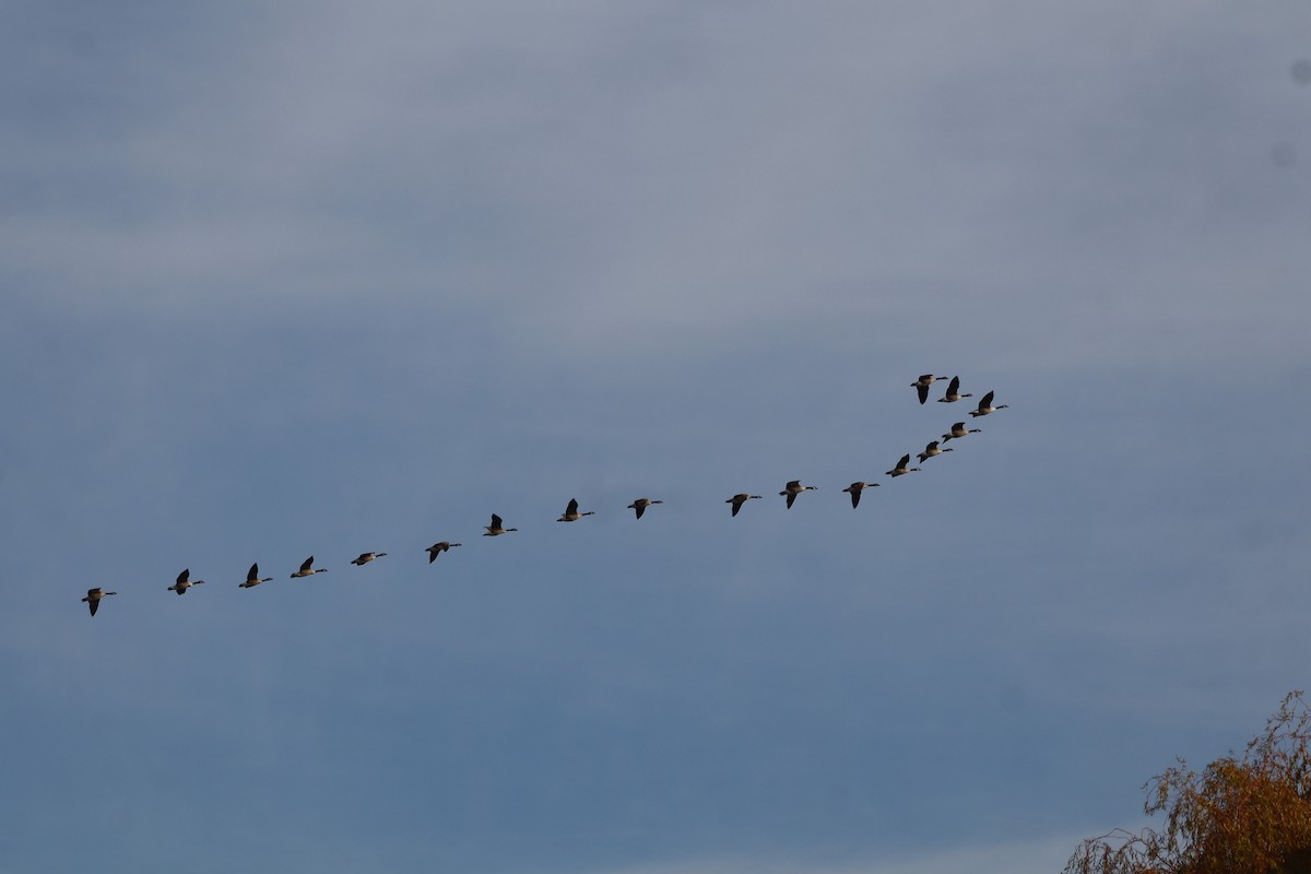 Barnacla Canadiense Grande - ML645778829