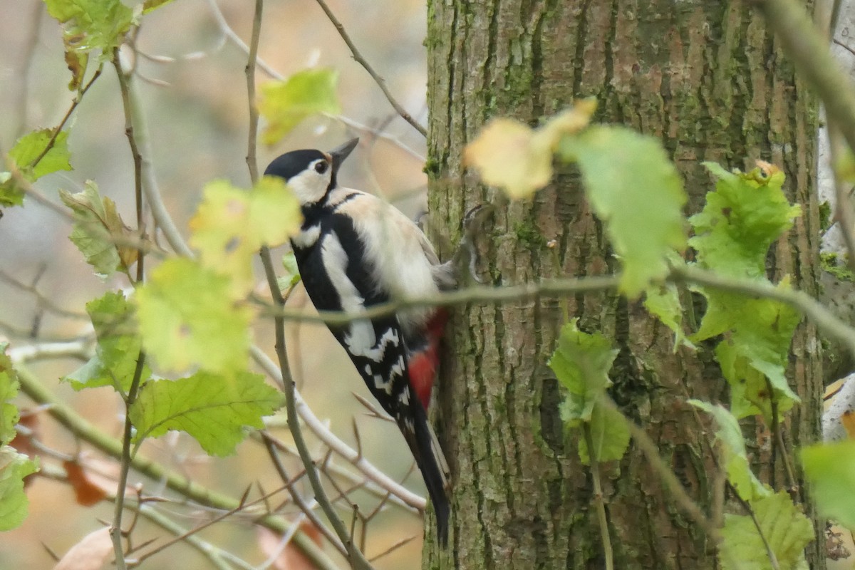 Great Spotted Woodpecker - ML645778840