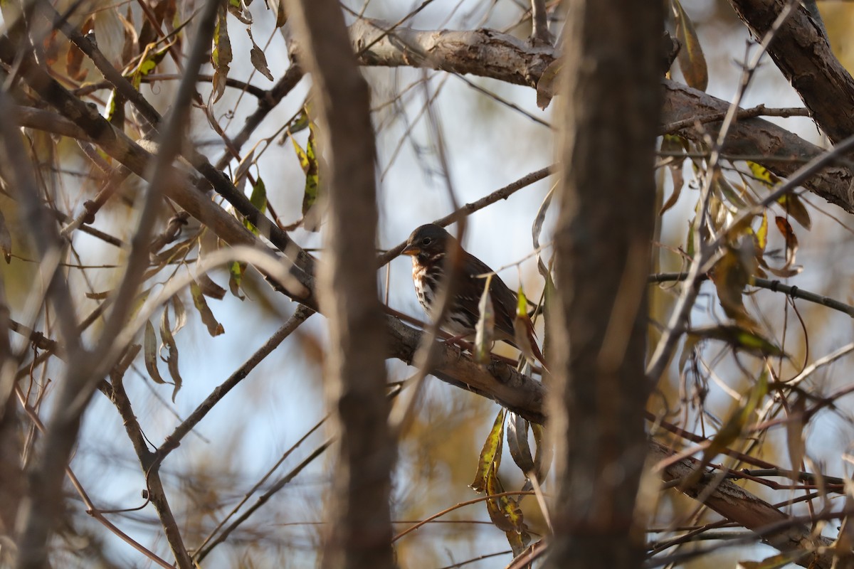 strnadec kaštanový (ssp. iliaca/zaboria) - ML645778847
