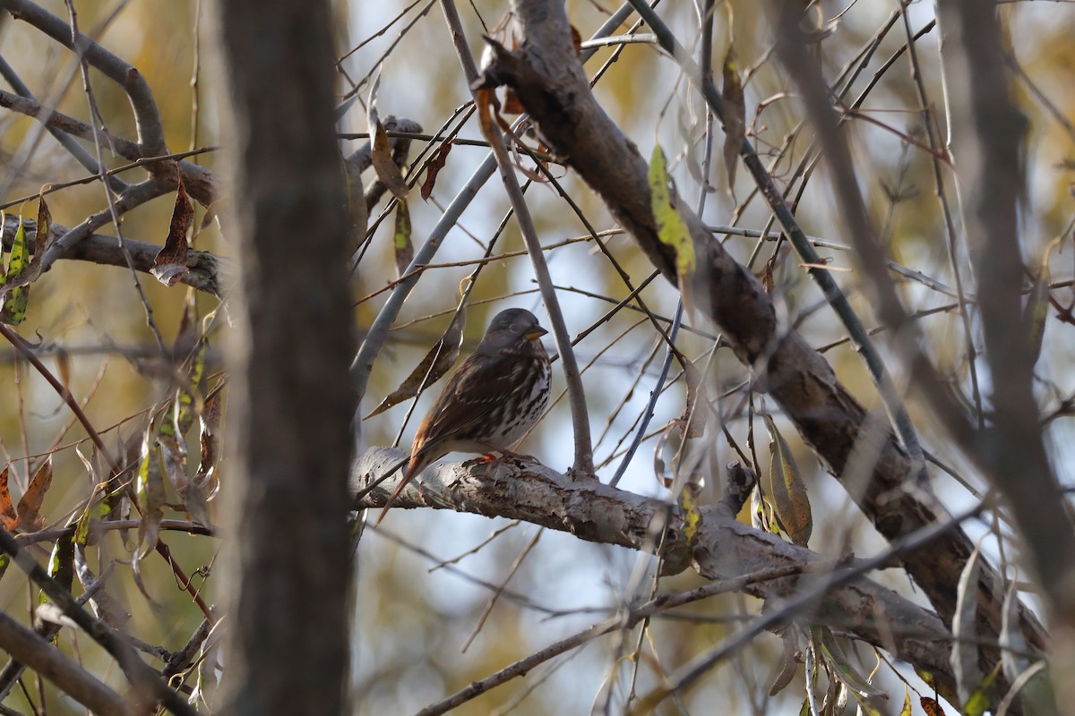strnadec kaštanový (ssp. iliaca/zaboria) - ML645778848