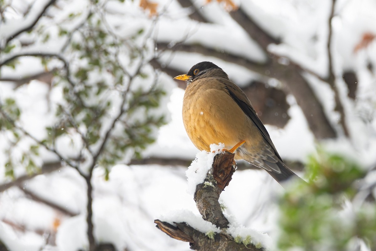 Austral Thrush - ML645778859