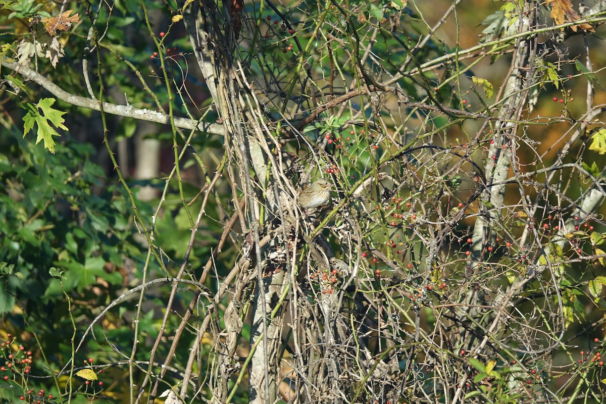 Lincoln's Sparrow - ML645778860