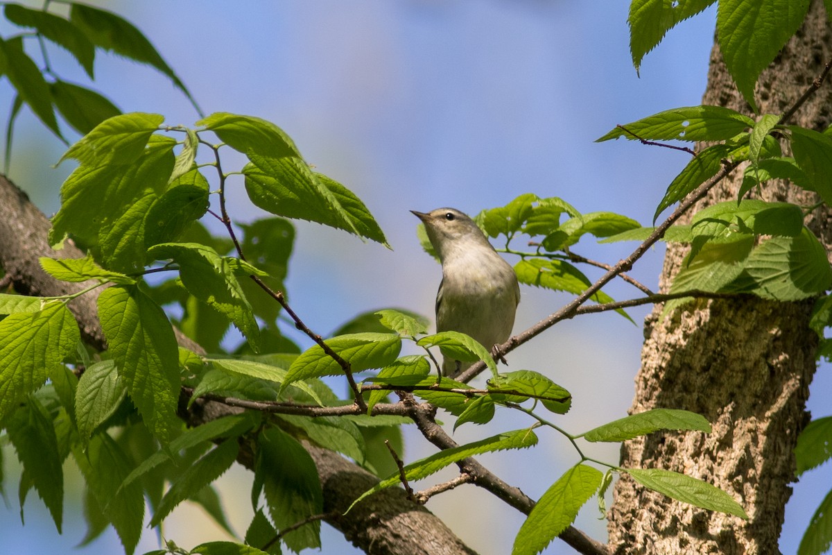 Tennesse Ötleğeni - ML645778861