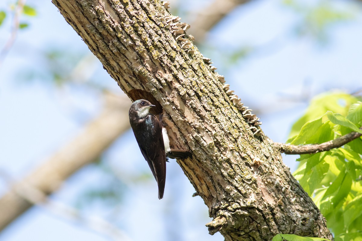 Tree Swallow - ML645778866