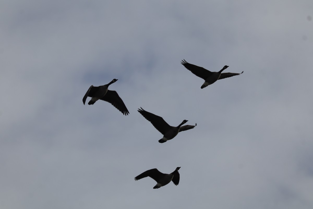 Barnacla Canadiense Grande - ML645778869