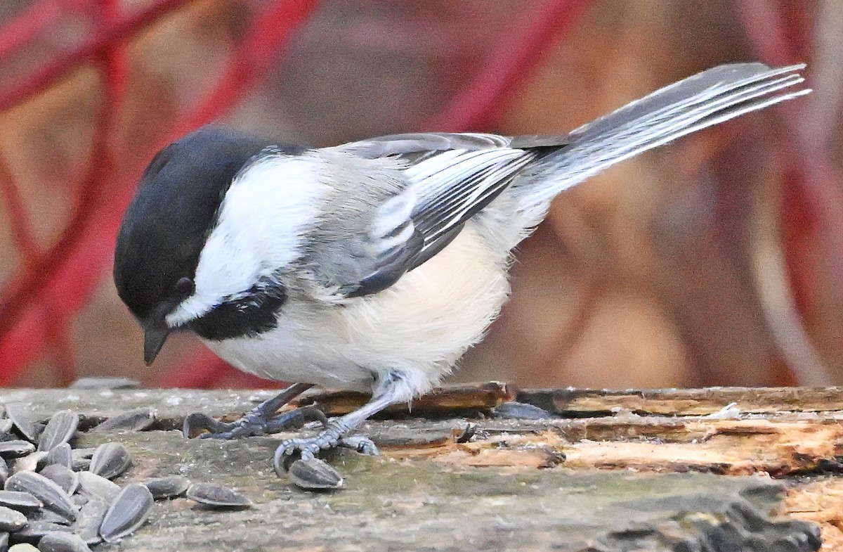 Гаїчка світлокрила - ML645778877