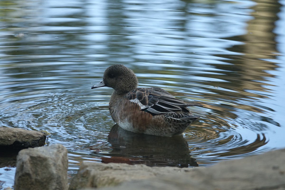 Свищ американський - ML645778878