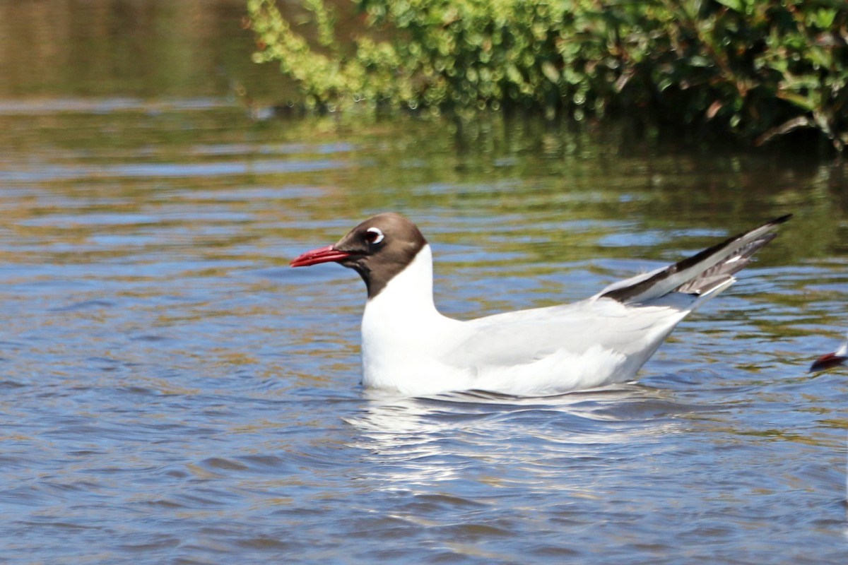 Black-headed Gull - ML645778880