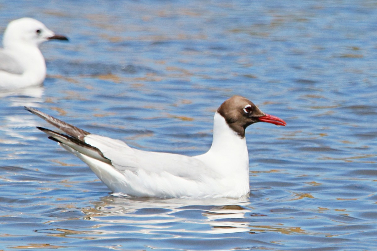 Black-headed Gull - ML645778881