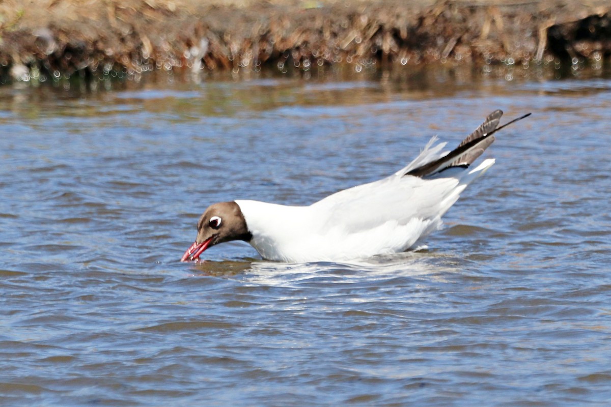 Black-headed Gull - ML645778882