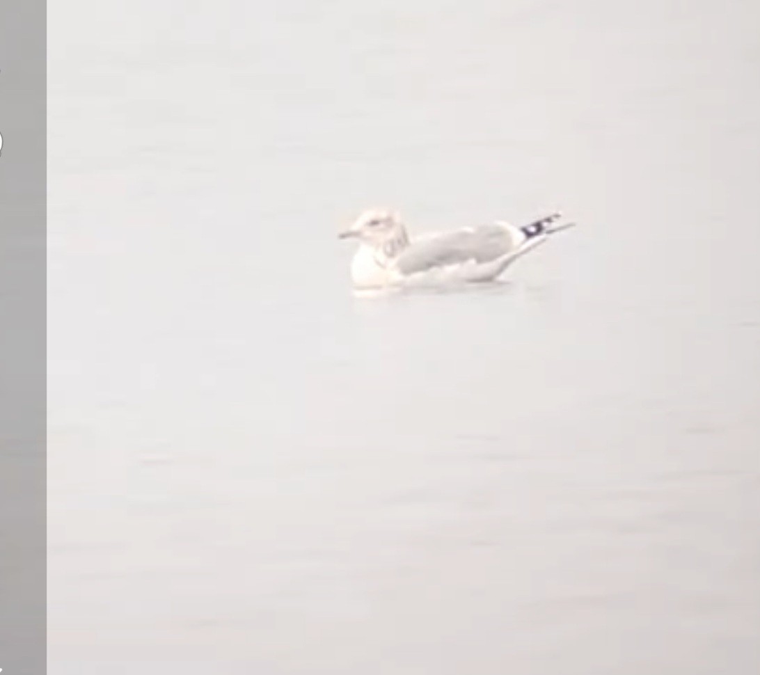 Iceland Gull (Thayer's) - ML645778887