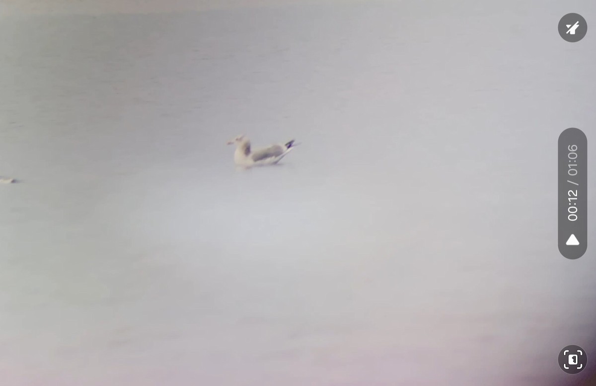 Iceland Gull (Thayer's) - ML645778888