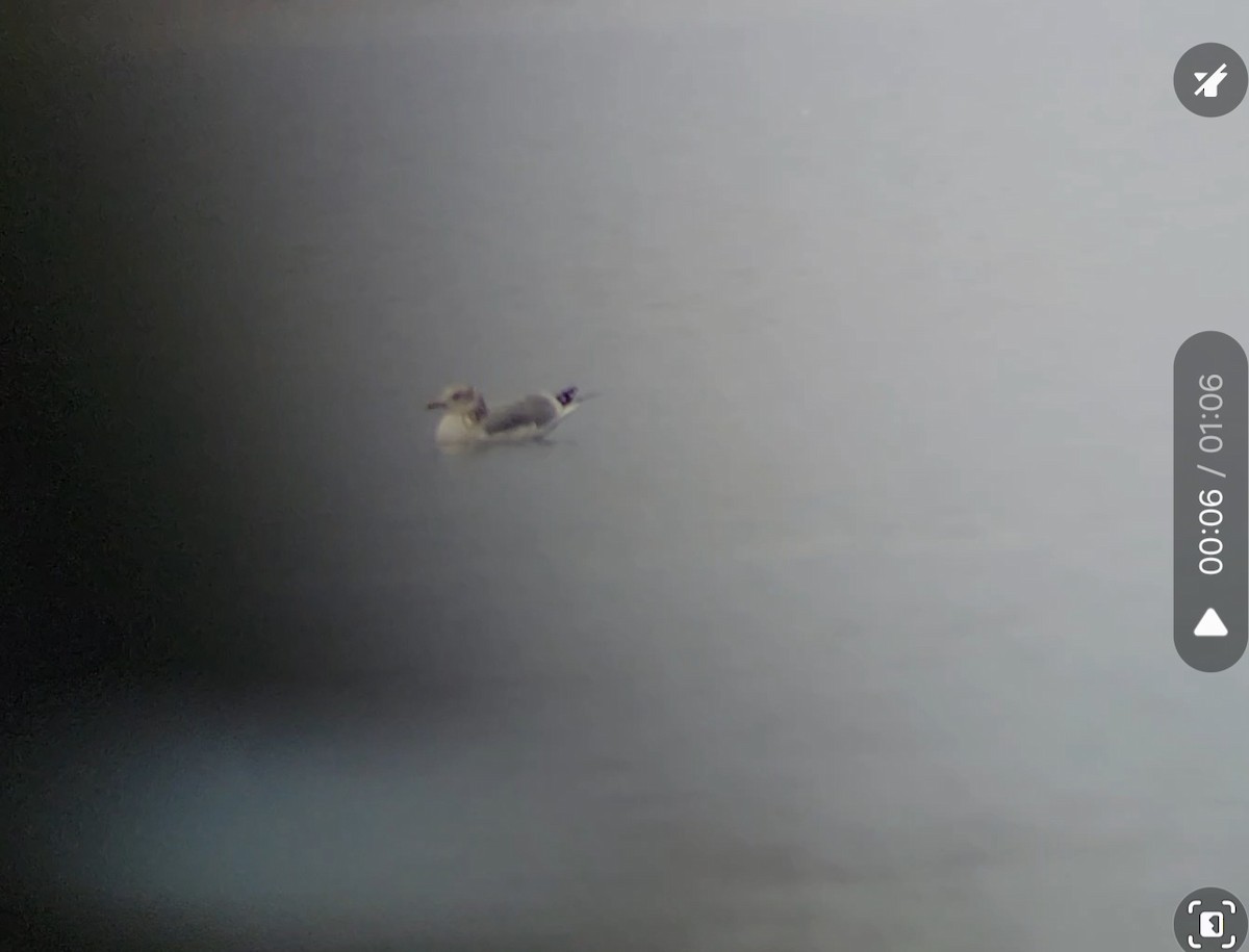 Iceland Gull (Thayer's) - ML645778889