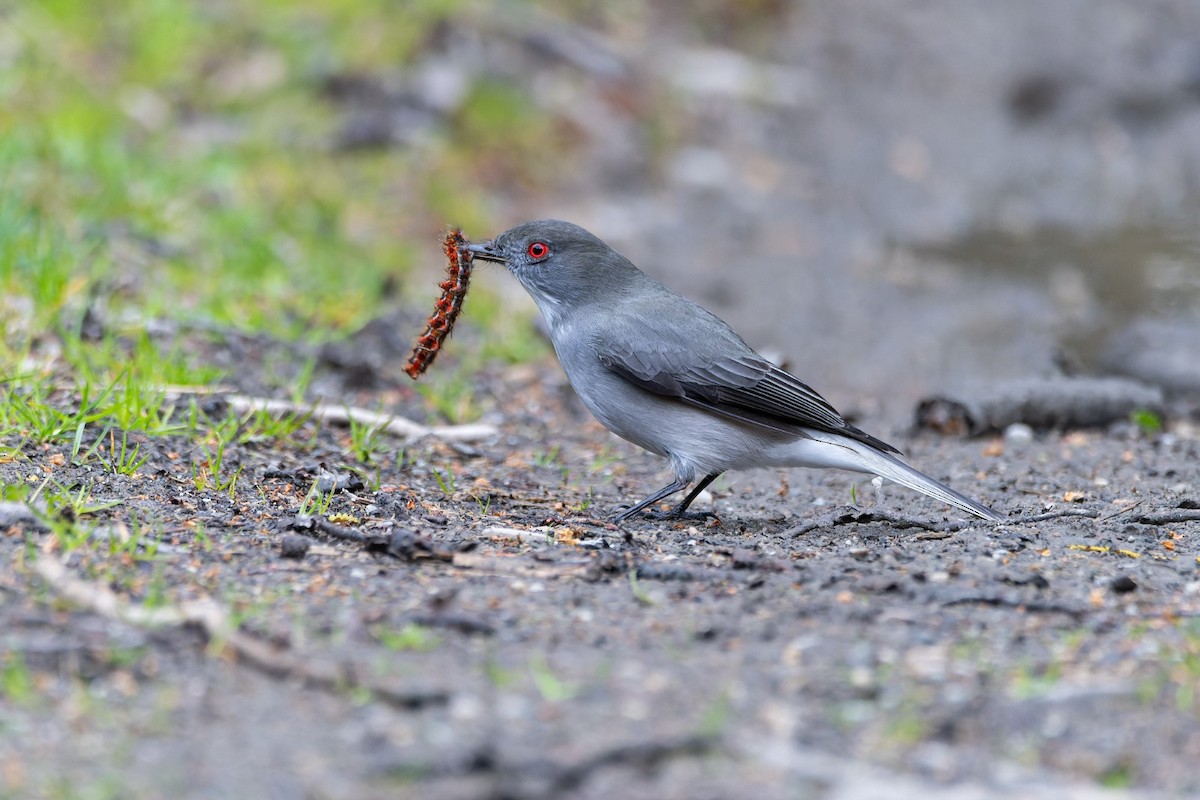 Fire-eyed Diucon - ML645778891