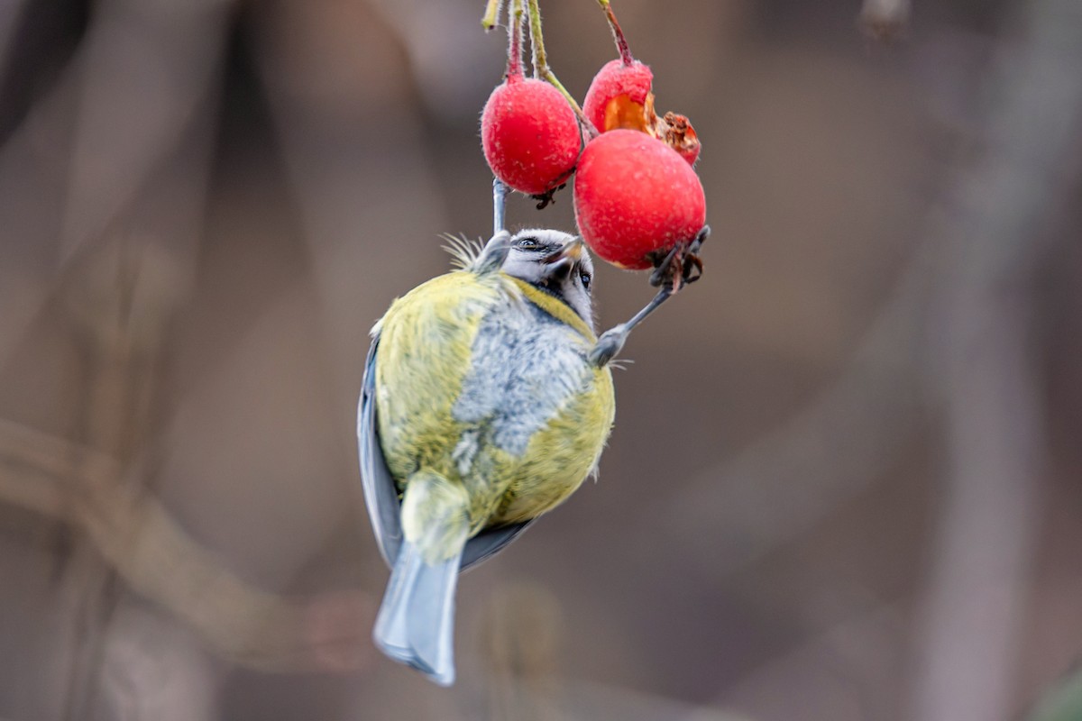 Eurasian Blue Tit - ML645778892