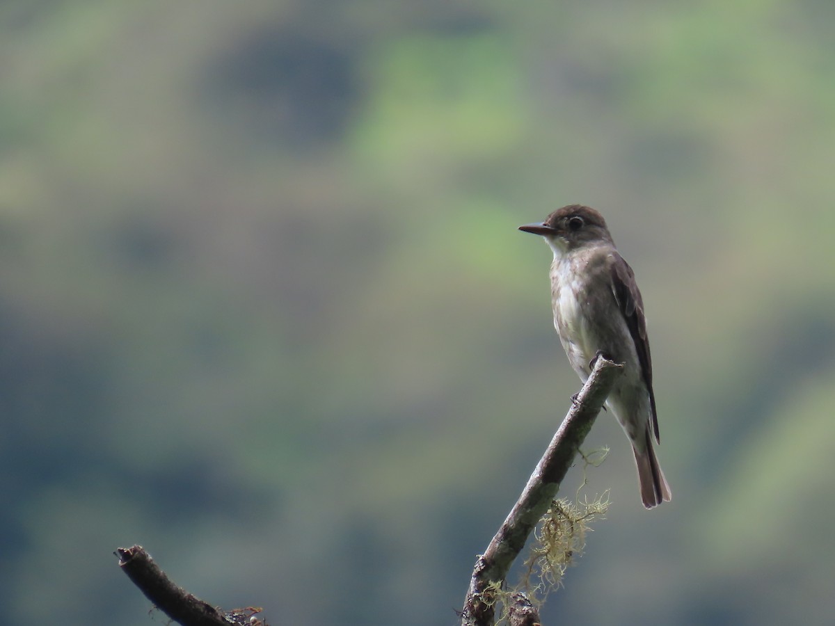 Olive-sided Flycatcher - ML645778894