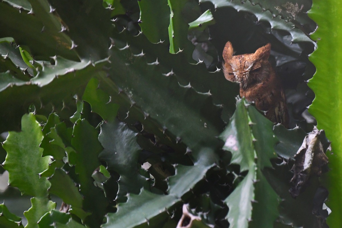 コノハズク - ML645778909