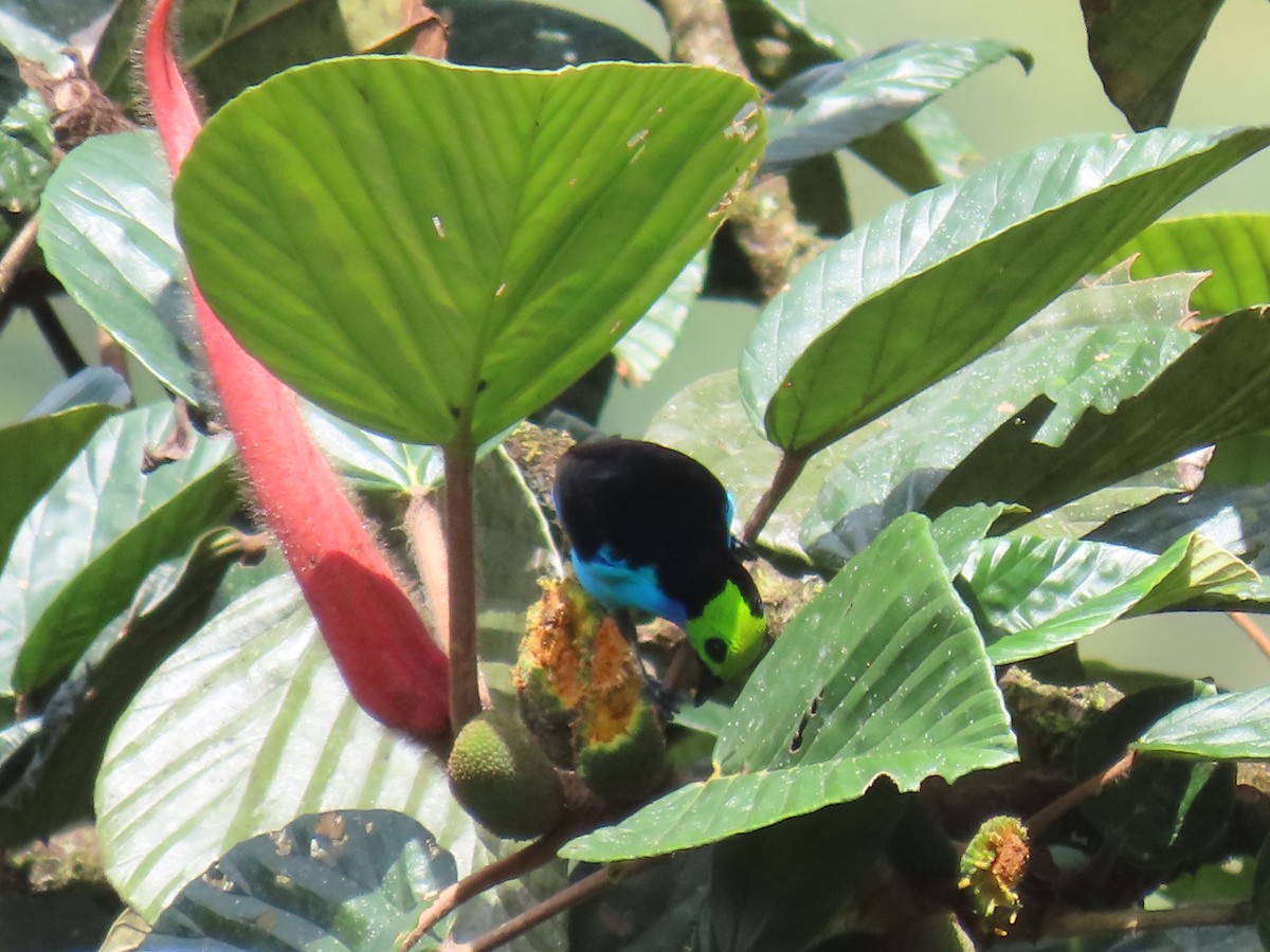 Siebenfarbentangare - ML645778911