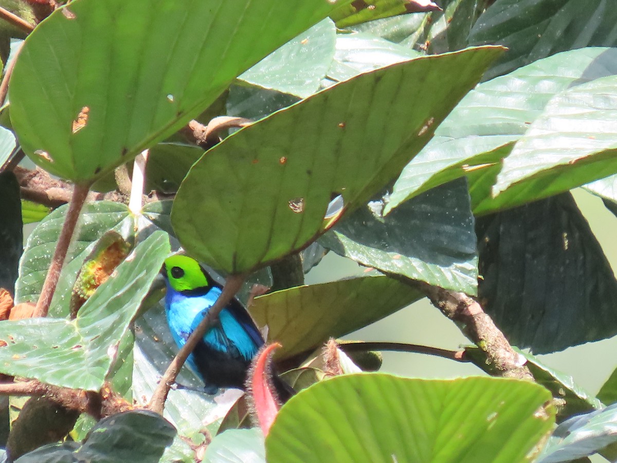 Siebenfarbentangare - ML645778921