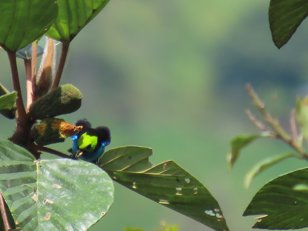 Siebenfarbentangare - ML645778922