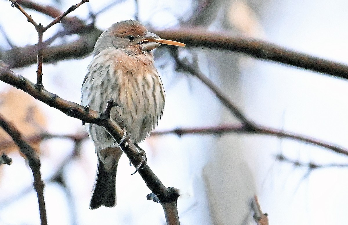 House Finch - ML645778929
