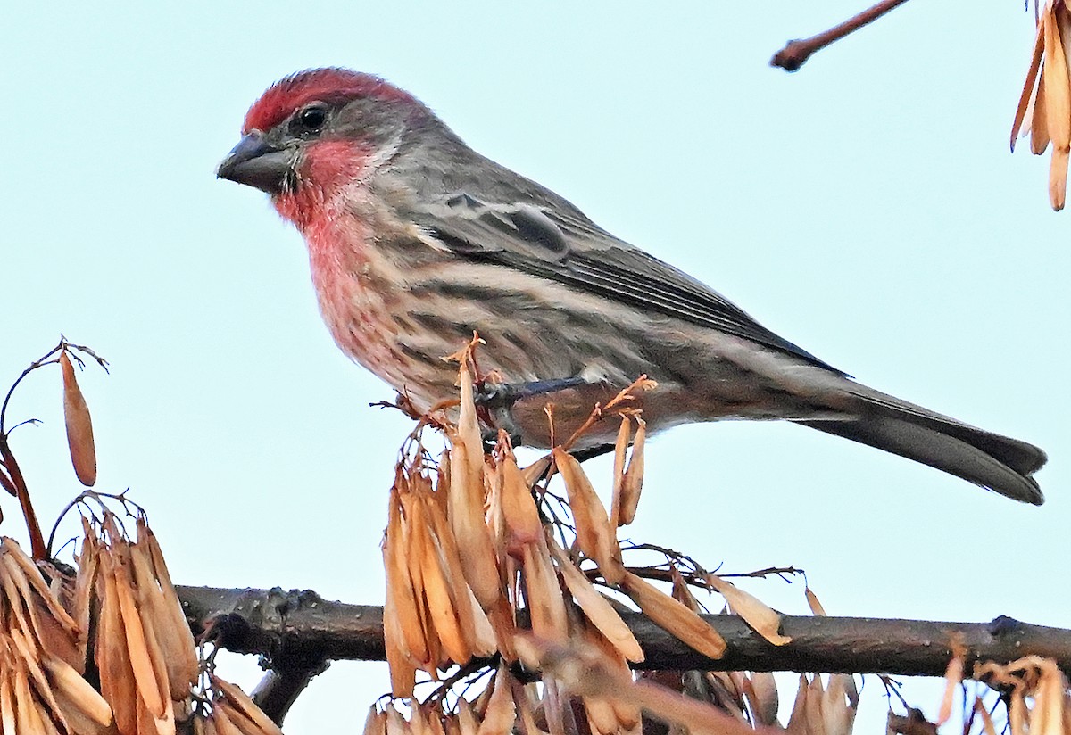 House Finch - ML645778931