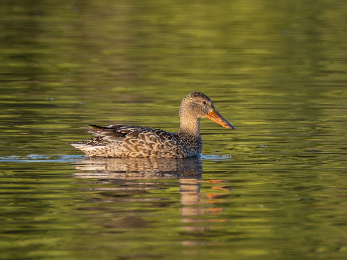 Northern Shoveler - ML645778934