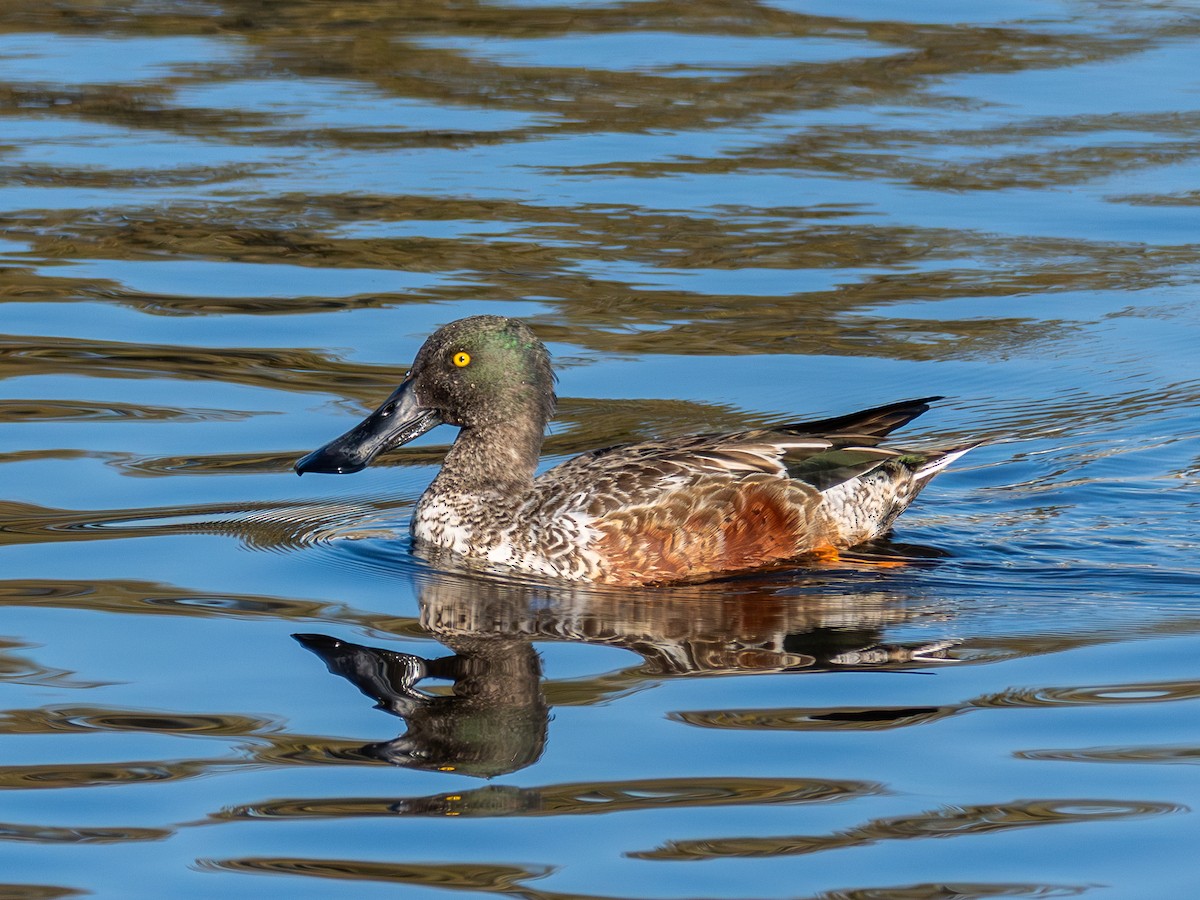 Northern Shoveler - ML645778935