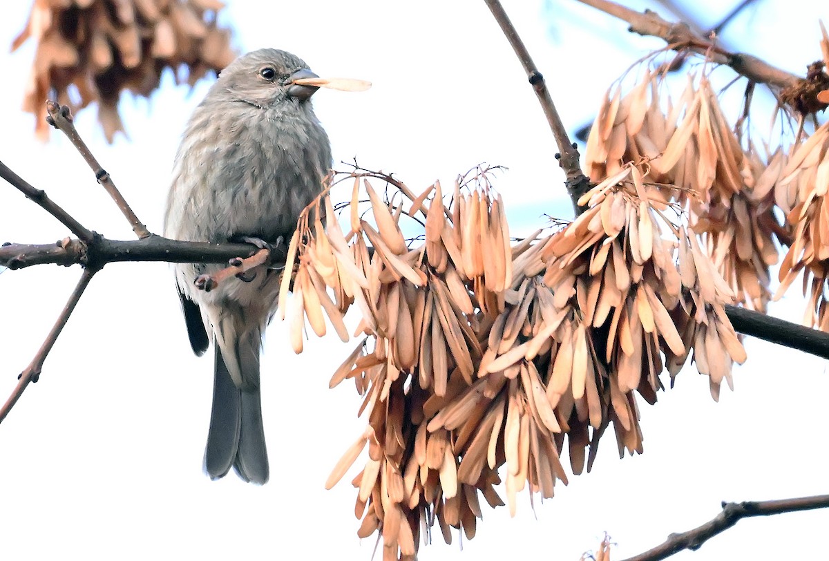 House Finch - ML645778936