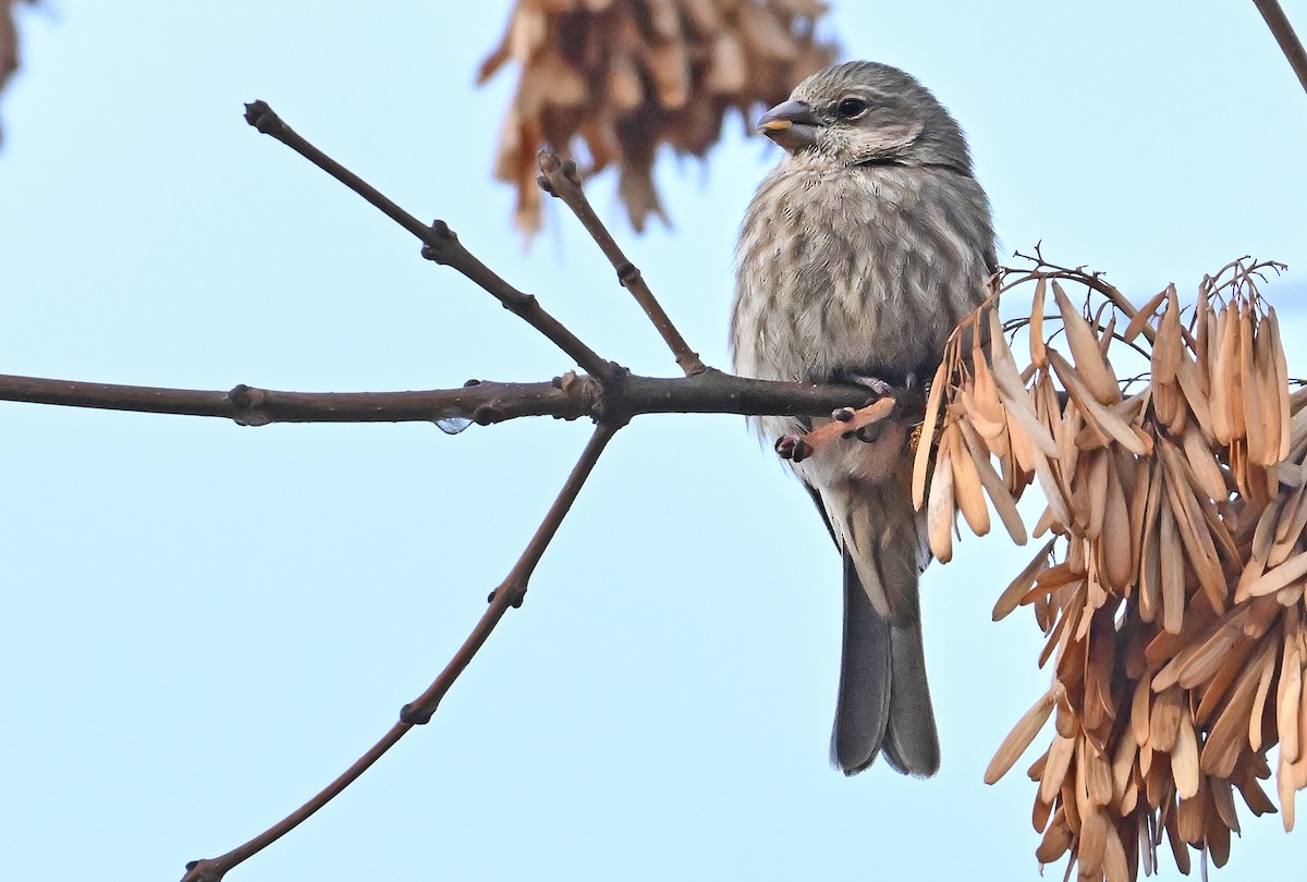 House Finch - ML645778938
