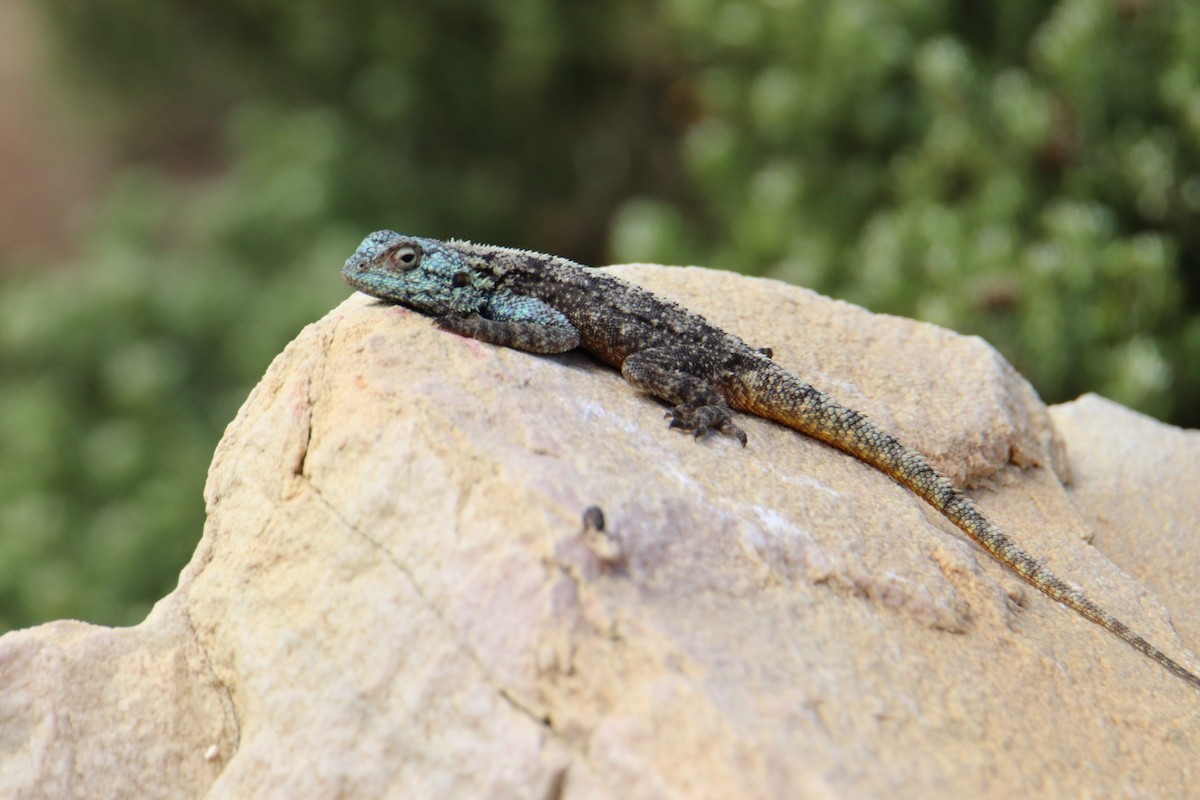 Southern Rock Agama - ML645778940