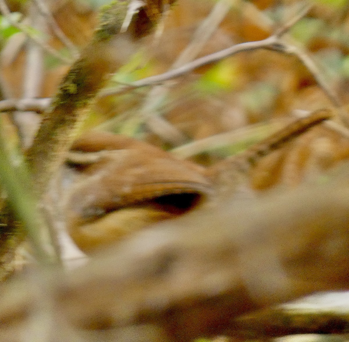 チャバラマユミソサザイ - ML645778946