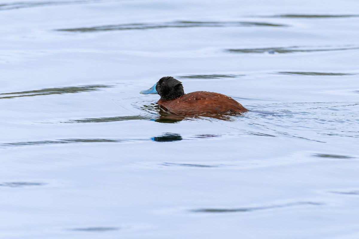 kachnice argentinská - ML645778947