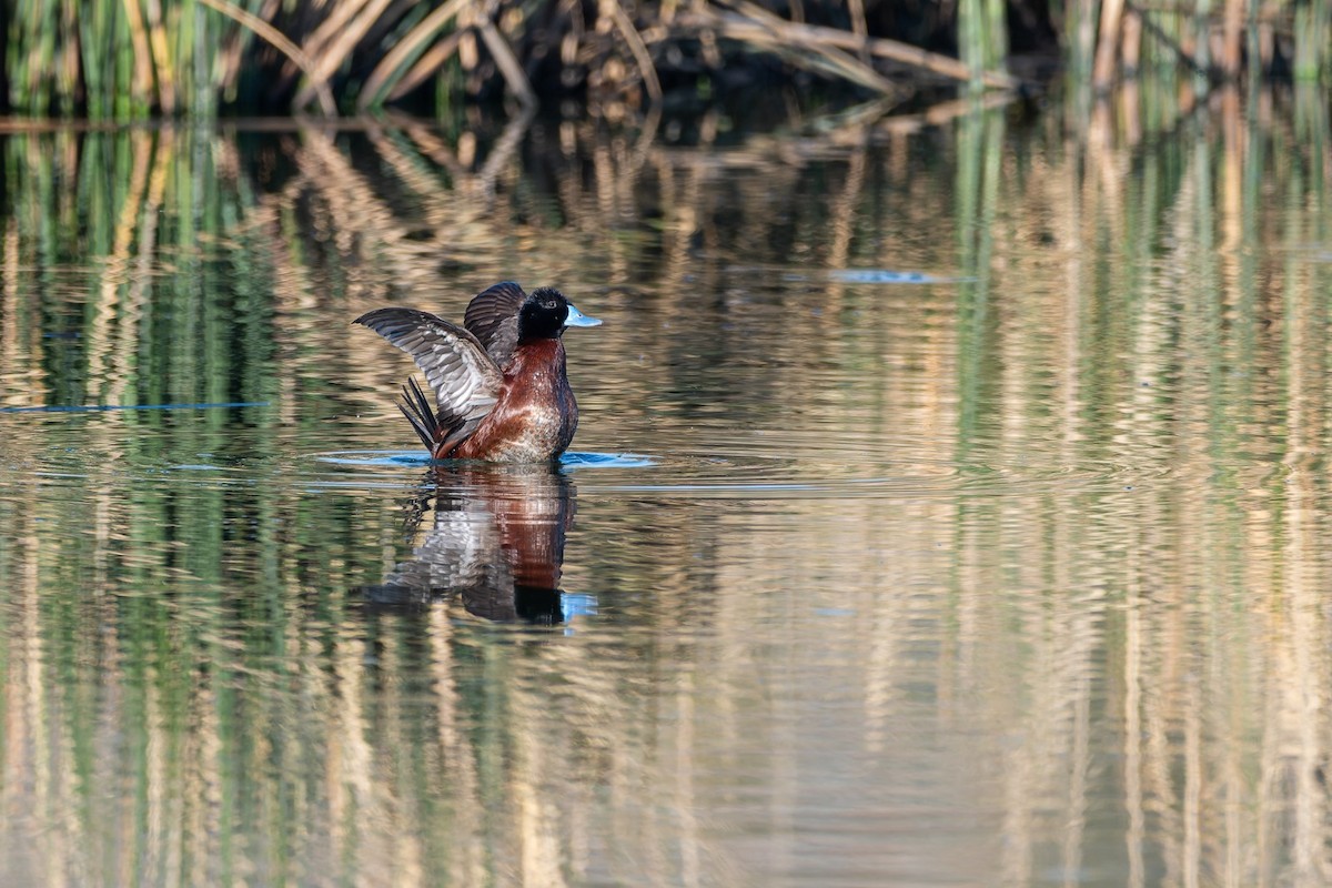 kachnice argentinská - ML645778948