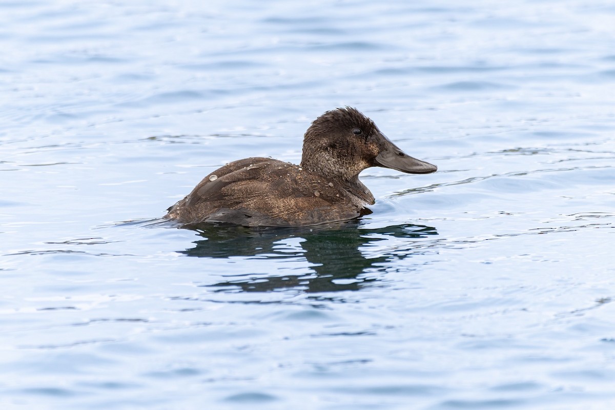 kachnice argentinská - ML645778949