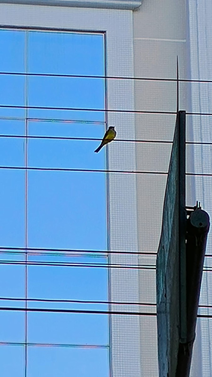 Tropical Kingbird - ML645778950