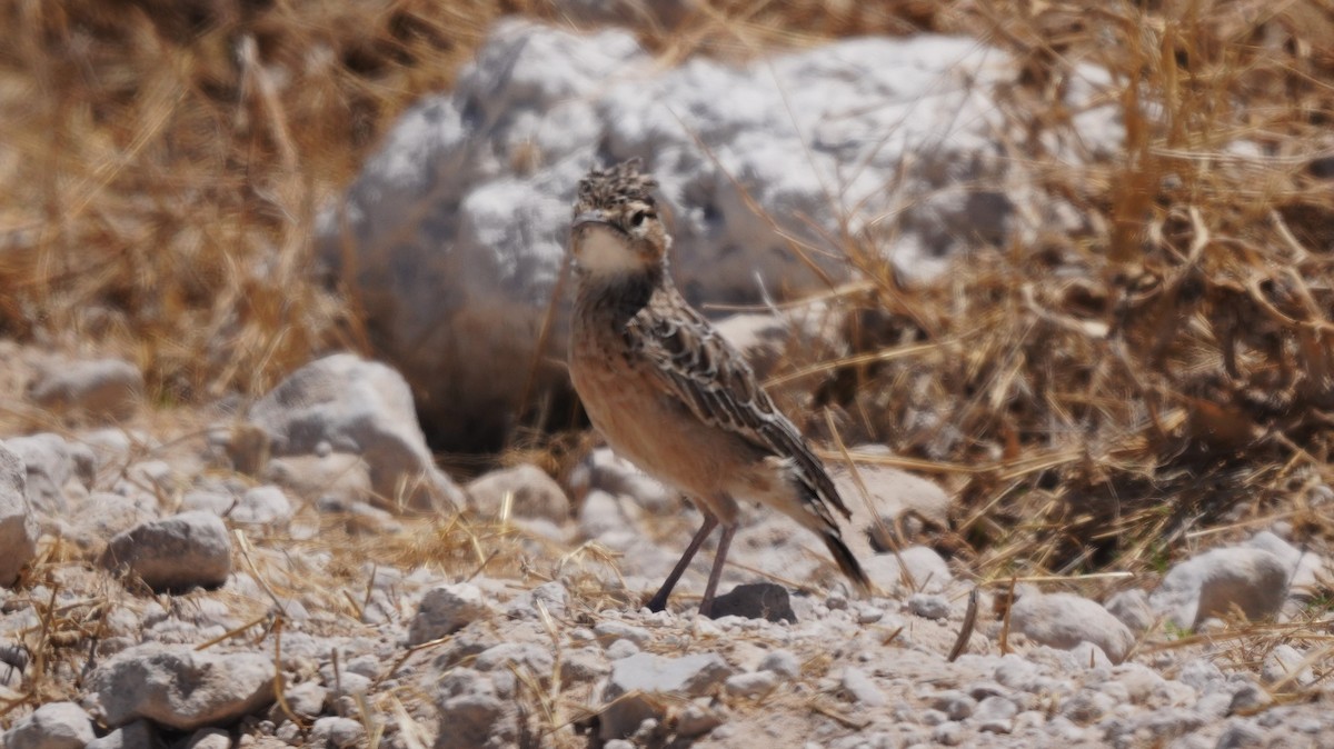 skřivan hrotoprstý - ML645778951