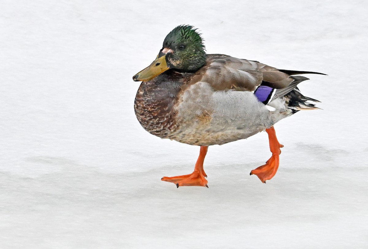 kachna divoká - ML645778952