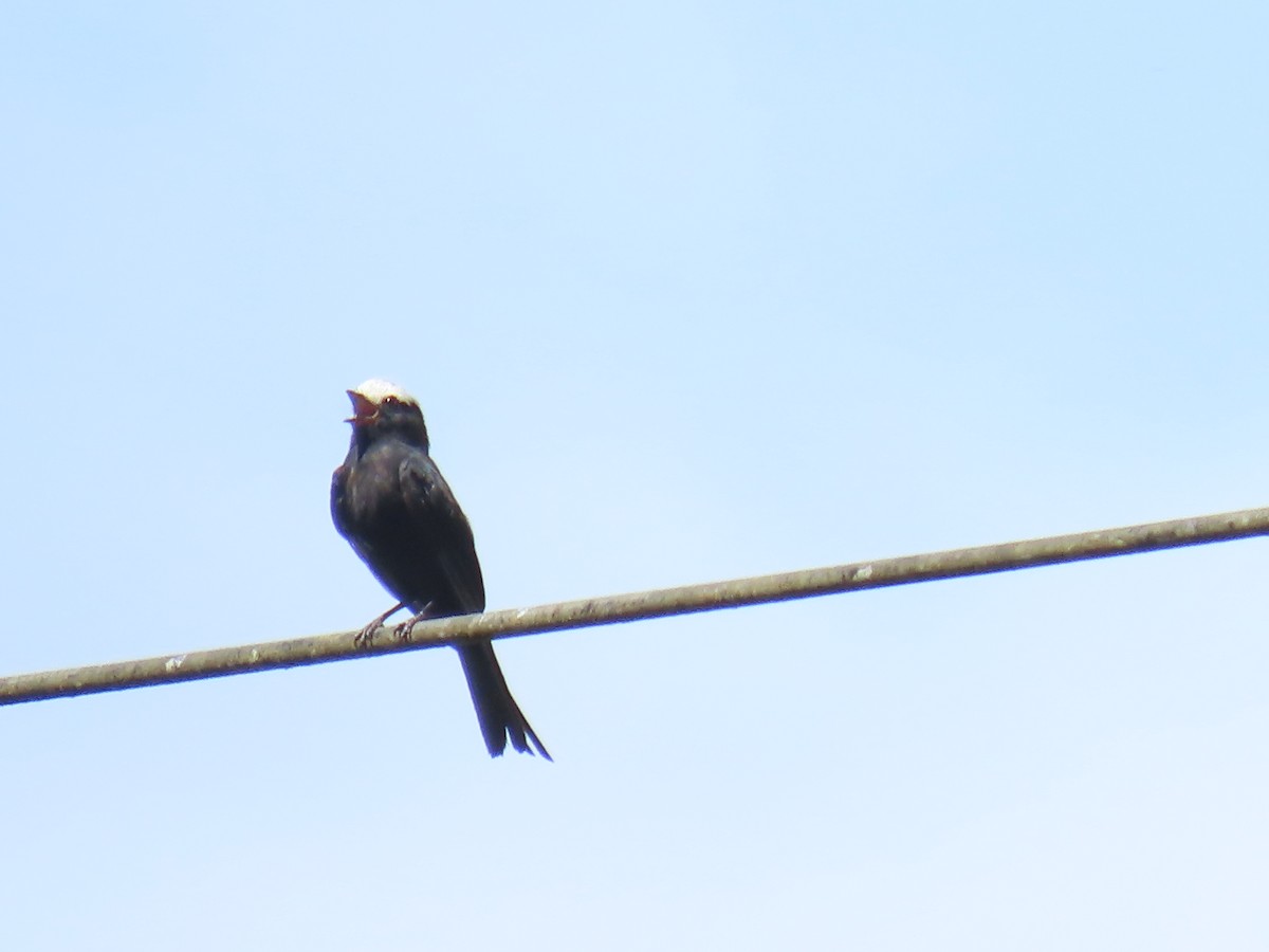 Long-tailed Tyrant - ML645778956