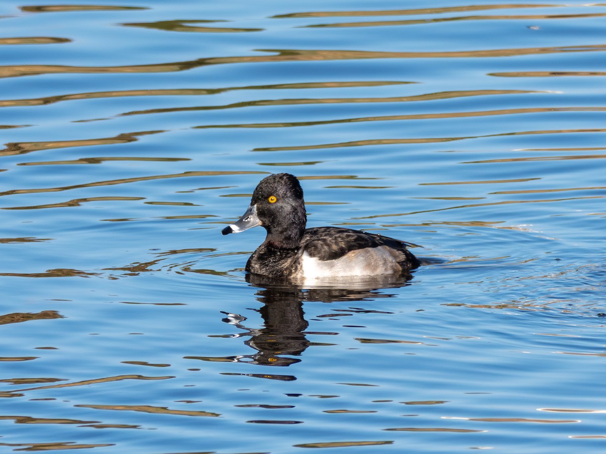 polák proužkozobý - ML645778957