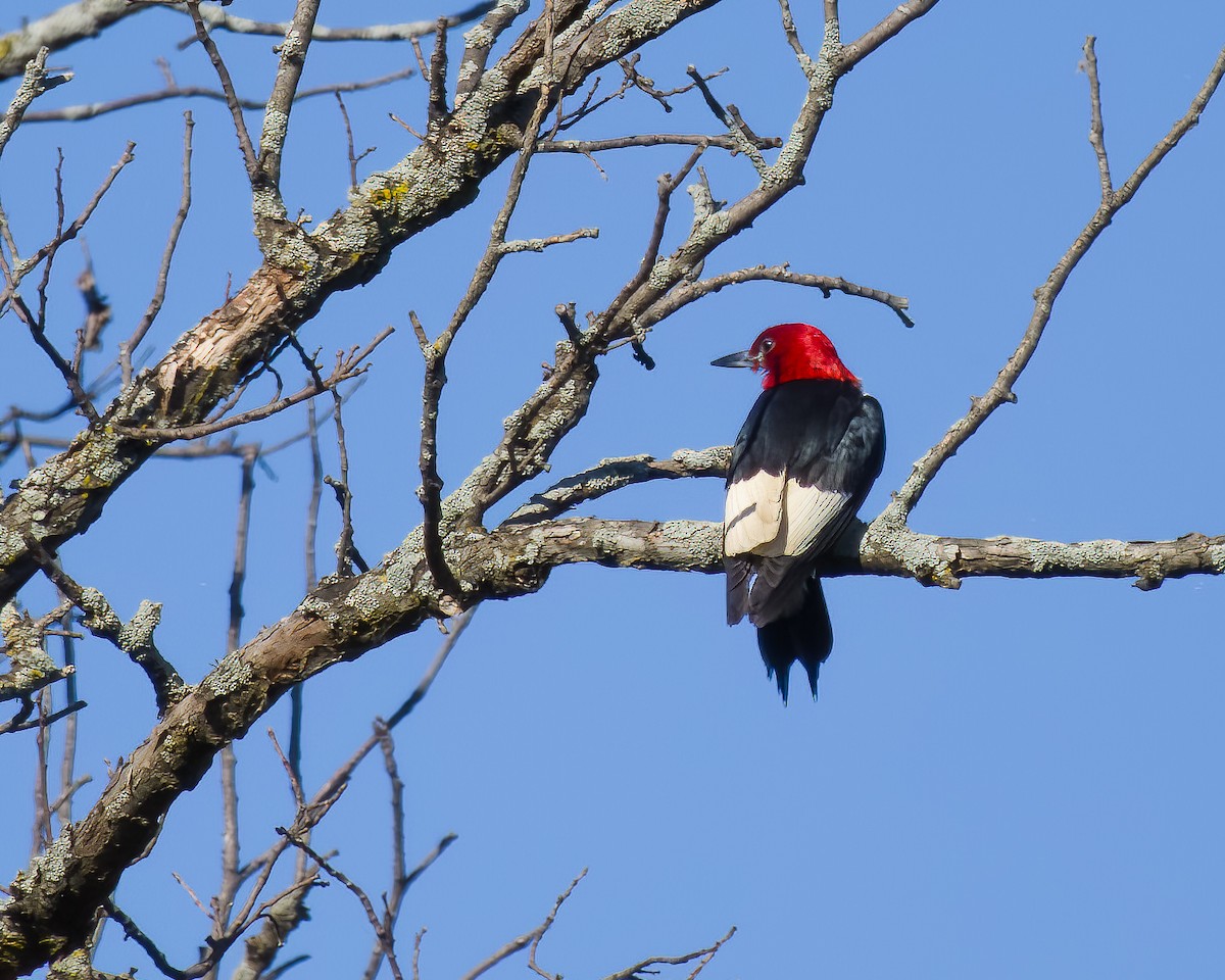 datel červenohlavý - ML645778958